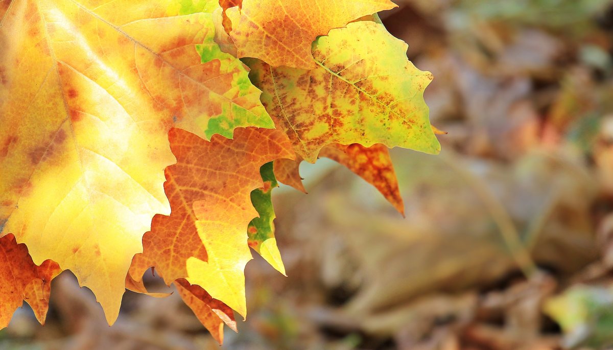 autumn_fall_leaves_leaves_true_leaves_fall_color_nature_golden_autumn_autumn_colours-509409_jpgd